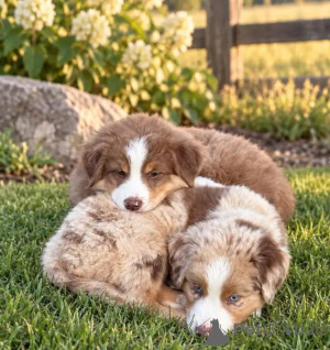 Foto №1. australian shepherd - zum Verkauf in der Stadt Taufkirchen | 580€ | Ankündigung № 175985