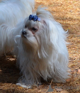Foto №1. malteser - zum Verkauf in der Stadt Kiew | 439€ | Ankündigung № 167777