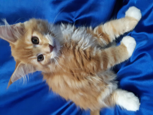 Foto №3. Maine Coon Reservierung geöffnet. Russische Föderation