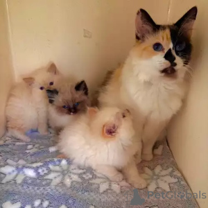 Foto №2 zu Ankündigung № 167262 zu verkaufen ragdoll-katze - einkaufen Deutschland quotient 	ankündigung