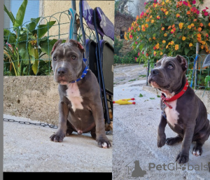 Foto №2 zu Ankündigung № 109505 zu verkaufen american bully - einkaufen Italien quotient 	ankündigung