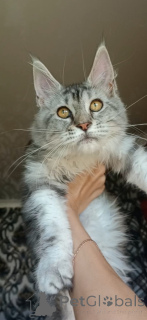 Foto №1. maine-coon-katze - zum Verkauf in der Stadt Roslavl | 269€ | Ankündigung № 149173