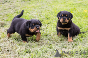 Foto №1. rottweiler - zum Verkauf in der Stadt Carlsbad | 473€ | Ankündigung № 87546