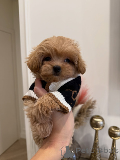 Foto №2 zu Ankündigung № 163591 zu verkaufen maltipu - einkaufen Deutschland züchter