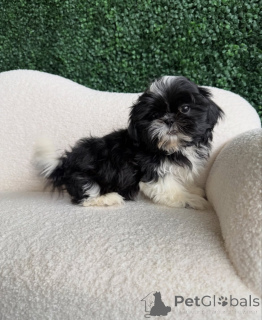 Foto №3. Ich bin ein Shih-Tzu-Fan. Rumänien