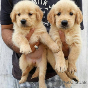 Foto №1. golden retriever - zum Verkauf in der Stadt Straßburg | 450€ | Ankündigung № 160558