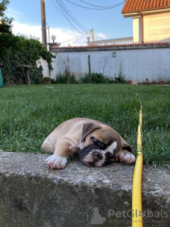 Zusätzliche Fotos: Englische Bulldogge