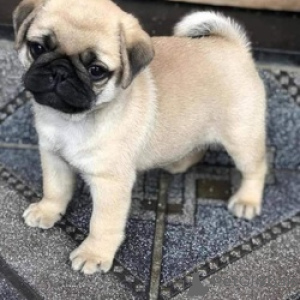 Foto №2 zu Ankündigung № 175185 zu verkaufen mops - einkaufen Deutschland 
