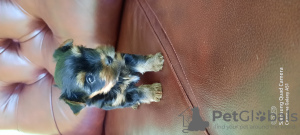 Foto №3. Yorkshire-Terrier. Ukraine