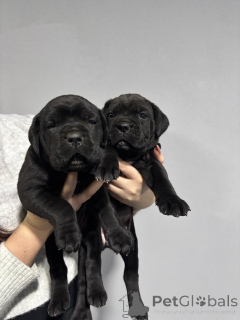 Foto №4. Ich werde verkaufen cane corso italiano in der Stadt Požarevac. quotient 	ankündigung - preis - 1000€