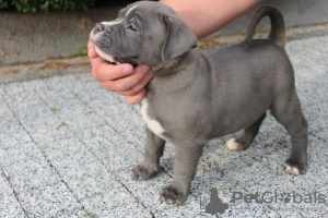 Foto №2 zu Ankündigung № 57964 zu verkaufen american bully - einkaufen Polen quotient 	ankündigung, züchter