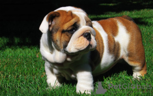 Foto №2 zu Ankündigung № 109282 zu verkaufen englische bulldogge - einkaufen Deutschland quotient 	ankündigung, züchter