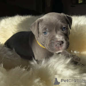 Foto №2 zu Ankündigung № 171874 zu verkaufen staffordshire bull terrier - einkaufen Tschechische Republik züchter