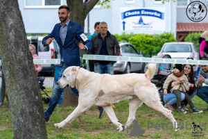 Zusätzliche Fotos: Zentralasiatische Schäferhundwelpen