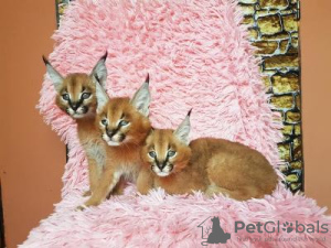 Foto №2 zu Ankündigung № 118456 zu verkaufen caracal - einkaufen Belgien 