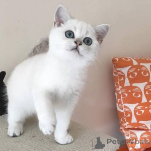 Foto №3. Extrem intelligente Britisch-Kurzhaar-Kätzchen. Großbritannien