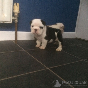 Foto №3. ENGLISCHE BULLDOGGE. Deutschland