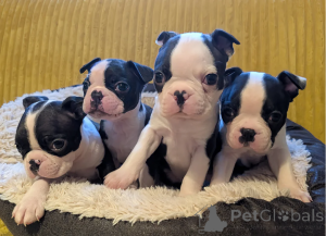 Foto №2 zu Ankündigung № 166503 zu verkaufen boston terrier - einkaufen Deutschland quotient 	ankündigung