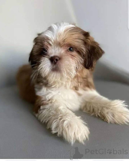 Foto №3. Der prachtige Shih Tzu-Welpe wurde für sein ganzes Leben perfekt gezüchtet. Belgien