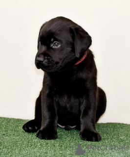 Foto №2 zu Ankündigung № 106720 zu verkaufen labrador retriever - einkaufen Russische Föderation quotient 	ankündigung