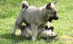 Foto №3. Norwegische Elchhundwelpen zu verkaufen. Niederlande