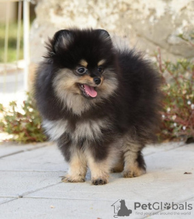 Foto №3. Zwerg spitze. Serbien