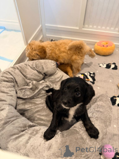 Foto №1. leonberger - zum Verkauf in der Stadt Andelst | verhandelt | Ankündigung № 166929