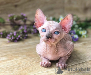 Foto №1. sphynx-katze - zum Verkauf in der Stadt Berlin | 400€ | Ankündigung № 123427