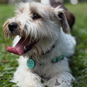Foto №1. jack russell terrier - zum Verkauf in der Stadt Alavus | 550€ | Ankündigung № 169115