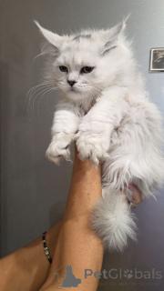 Foto №4. Ich werde verkaufen maine-coon-katze in der Stadt Kalifornien. züchter - preis - 339€