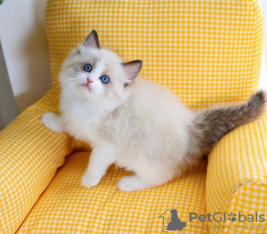 Foto №2 zu Ankündigung № 58803 zu verkaufen ragdoll-katze - einkaufen USA quotient 	ankündigung