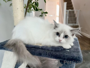 Foto №1. ragdoll-katze - zum Verkauf in der Stadt Bern | 500€ | Ankündigung № 160249