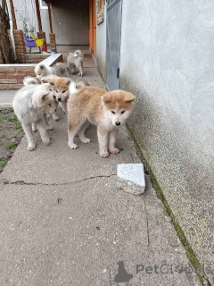 Foto №2 zu Ankündigung № 162716 zu verkaufen akita - einkaufen Serbien 