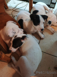 Foto №4. Ich werde verkaufen amerikanischer staffordshire terrier in der Stadt Kiew. quotient 	ankündigung - preis - verhandelt