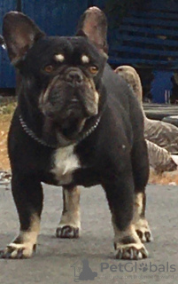 Foto №2 zu Ankündigung № 124233 zu verkaufen französische bulldogge - einkaufen Russische Föderation vom kindergarten