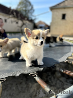 Zusätzliche Fotos: Pembroke Welsh Corgi Welpen