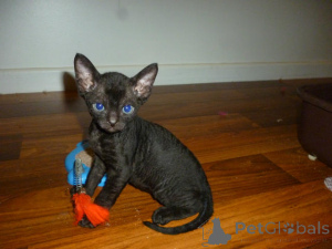 Foto №3. Schattige Devon Rex-Kätzchen sind in einem neuen Haus gelandet.. Belgien