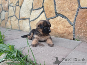 Foto №4. Ich werde verkaufen deutscher schäferhund in der Stadt Вапнярка. quotient 	ankündigung - preis - 149€
