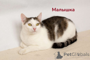 Foto №3. Wundersame Katzenschwestern Baby und Mura als Geschenk. Weißrussland