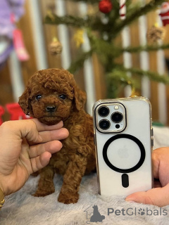 Foto №1. pudel (toy) - zum Verkauf in der Stadt Barcelona | verhandelt | Ankündigung № 163710