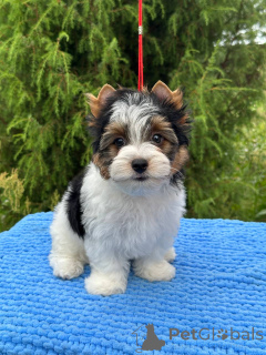 Foto №1.  - zum Verkauf in der Stadt Orscha | verhandelt | Ankündigung № 146820