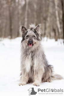 Zusätzliche Fotos: Ein wunderschöner Hund in guten Händen.