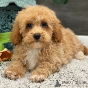 Foto №1. mischlingshund - zum Verkauf in der Stadt Ankum | 300€ | Ankündigung № 151409