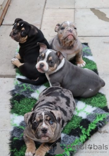 Foto №2 zu Ankündigung № 107210 zu verkaufen american bully - einkaufen USA 