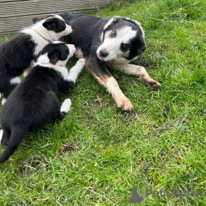 Foto №2 zu Ankündigung № 42513 zu verkaufen border collie - einkaufen Deutschland quotient 	ankündigung