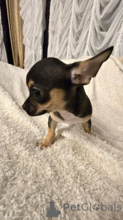 Foto №3. Chihuahuas. Serbien