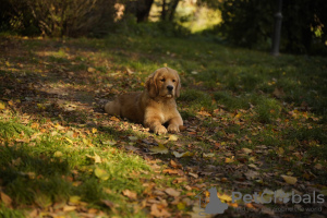 Zusätzliche Fotos: Mädchen Golden Retriever