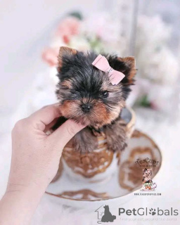 Foto №1. yorkshire terrier - zum Verkauf in der Stadt Chicago | 372€ | Ankündigung № 137887