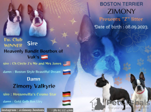 Foto №1. boston terrier - zum Verkauf in der Stadt Belgrad | verhandelt | Ankündigung № 73359