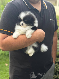 Foto №2 zu Ankündigung № 163386 zu verkaufen pommersche spitz - einkaufen Polen züchter